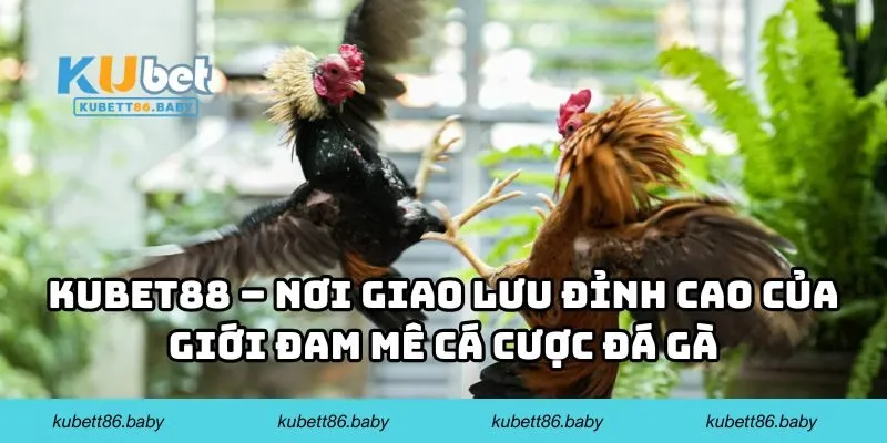 Cá Cược Đá Gà