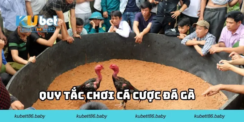 Quy tắc chơi cá cược đá gà 