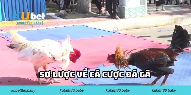 Sơ lược về cá cược đá gà