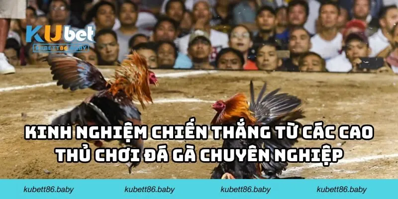 Kinh nghiệm chiến thắng từ các cao thủ chơi đá gà chuyên nghiệp