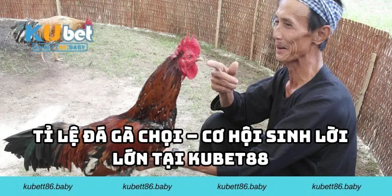 Tỉ lệ đá gà chọi – Cơ hội sinh lời lớn tại Kubet88